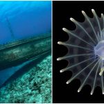 Spektakularne podvodne fotografije koje su nagrađene na prestižnom foto konkursu