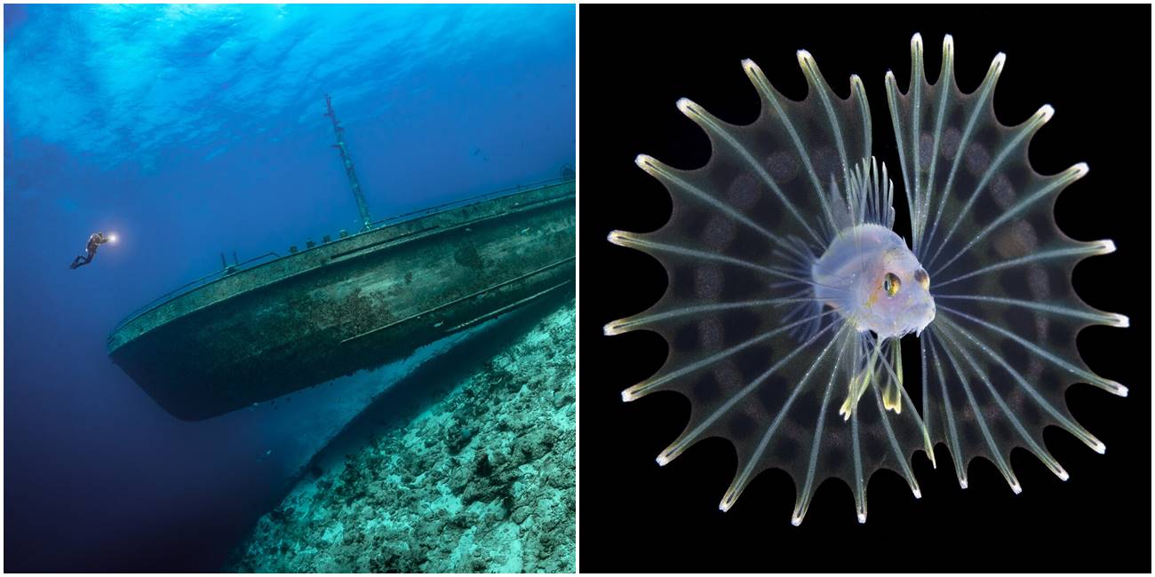 Spektakularne podvodne fotografije koje su nagrađene na prestižnom foto konkursu