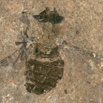 Naučnici pronašli 47 miliona godina staru muvu