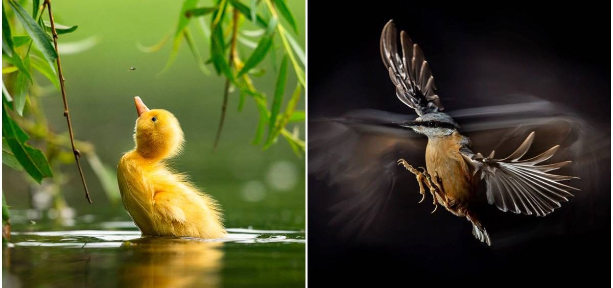 Neverovatne slike ptica koje su nagrađene na prestižnom takmičenju fotografa