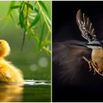 Neverovatne slike ptica koje su nagrađene na prestižnom takmičenju fotografa