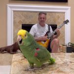 Papagaj je savršeno „skinuo“ Roberta Planta u neverovatnoj obradi pesme „Stairway to Heaven“