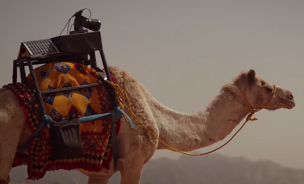 Jedna kamila je glavni akter nove turističke kampanje Saudijske Arabije