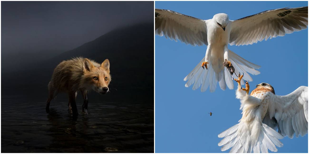 Finalisti takmičenja za najbolju fotografiju divljih životinja