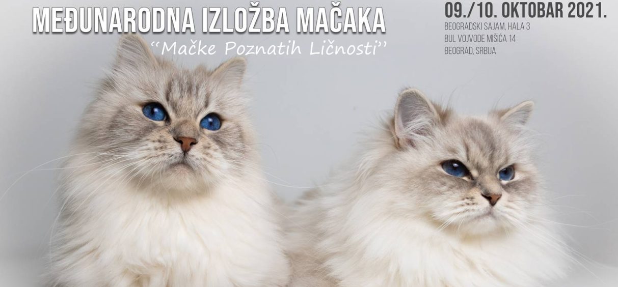 Međunarodna izložba mačaka ovog vikenda na Beogradskom sajmu