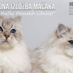 Međunarodna izložba mačaka ovog vikenda na Beogradskom sajmu