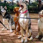 3 rase pasa koje se dobro slažu sa drugim psima