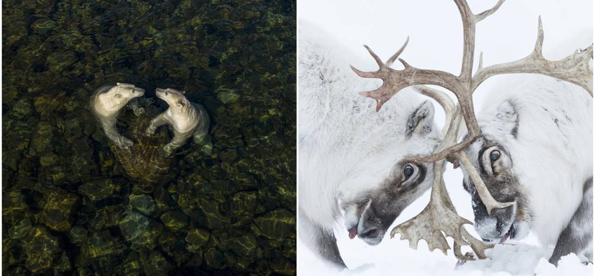 Pobednici takmičenja za najbolju fotografiju divljih životinja