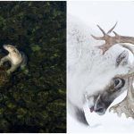 Pobednici takmičenja za najbolju fotografiju divljih životinja