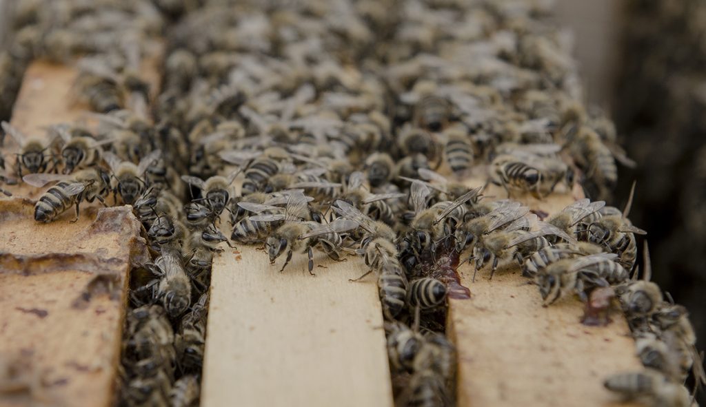 Tri godine projekta Bee Connected - Povezivanje sa pčelama i prirodom
