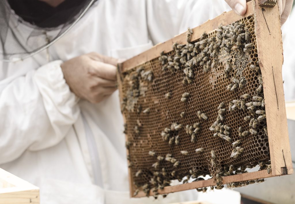 Tri godine projekta Bee Connected - Povezivanje sa pčelama i prirodom