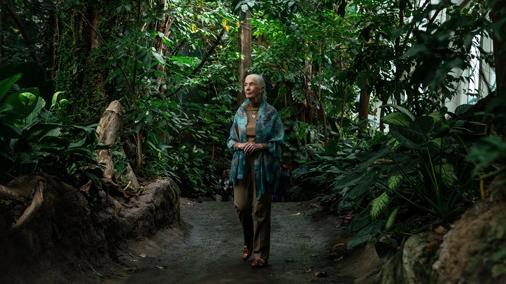 Džejn Gudal se pridružila pokretu za pošumljavanje: Trilion novih stabala drveća do 2030. godine