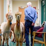 „Šargarepa poljubac“: Lame i alpake podižu raspoloženje u domovima za stare i drugim institucijama