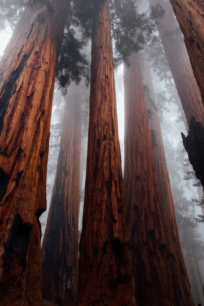 Džejn Gudal se pridružila pokretu za pošumljavanje: Trilion novih stabala drveća do 2030. godine