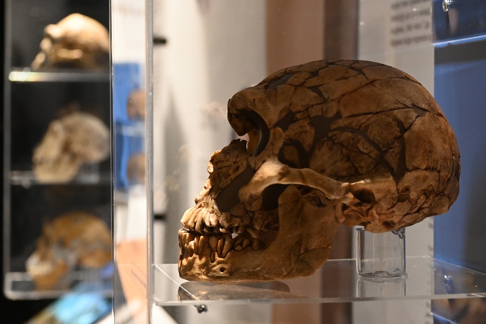 Otvorena ekskluzivna izložba „Evolucija“ Prirodnjačkog muzeja u Beogradu