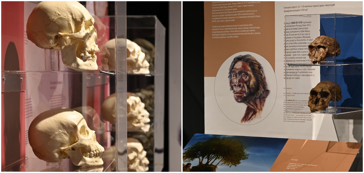 Otvorena ekskluzivna izložba „Evolucija“ Prirodnjačkog muzeja u Beogradu