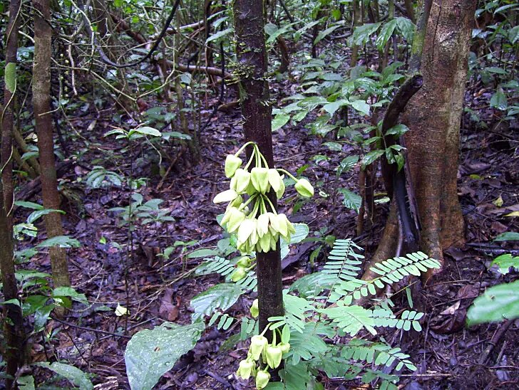 Jedna vrsta drveća u Kamerunu dobila je ime po Leonardu Dikapriju