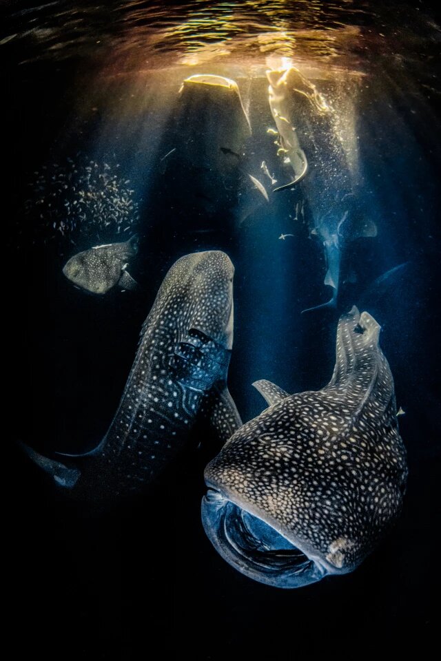 Izabrane su najbolje podvodne fotografije godine i one izgledaju stvarno neverovatno
