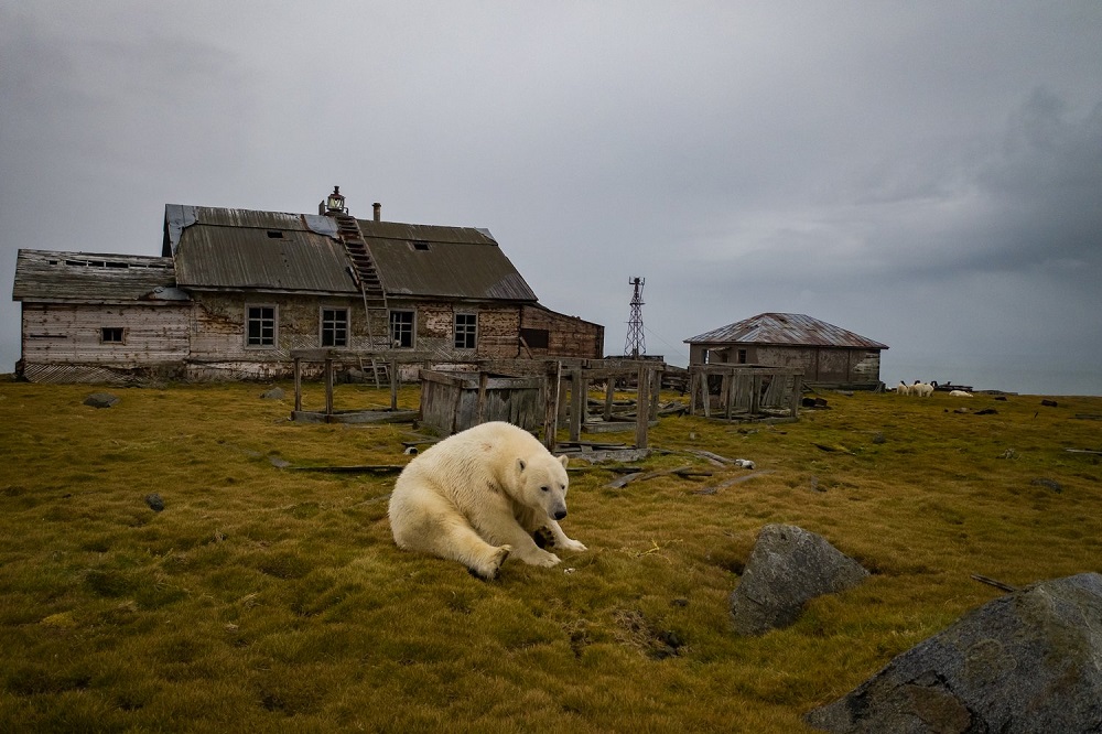 Dome, slatki dome: Polarni medvedi pronašli su sklonište u napuštenoj meteorološkoj stanici