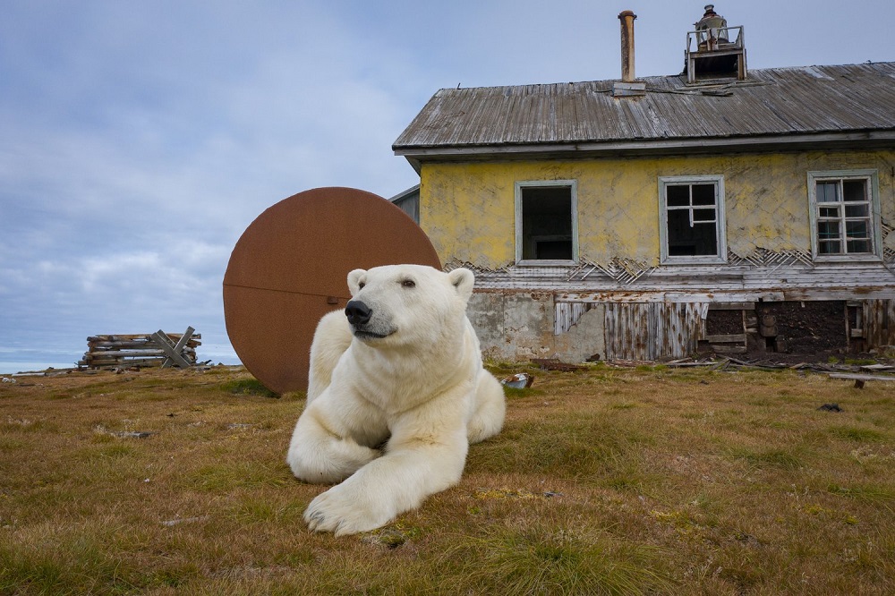 Dome, slatki dome: Polarni medvedi pronašli su sklonište u napuštenoj meteorološkoj stanici