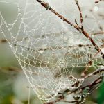 Ne bi trebalo da nosite odeću u ovoj boji ako se plašite paukova