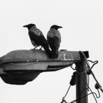 Vrane bi uskoro mogle da počnu da rade za švedsku gradsku čistoću
