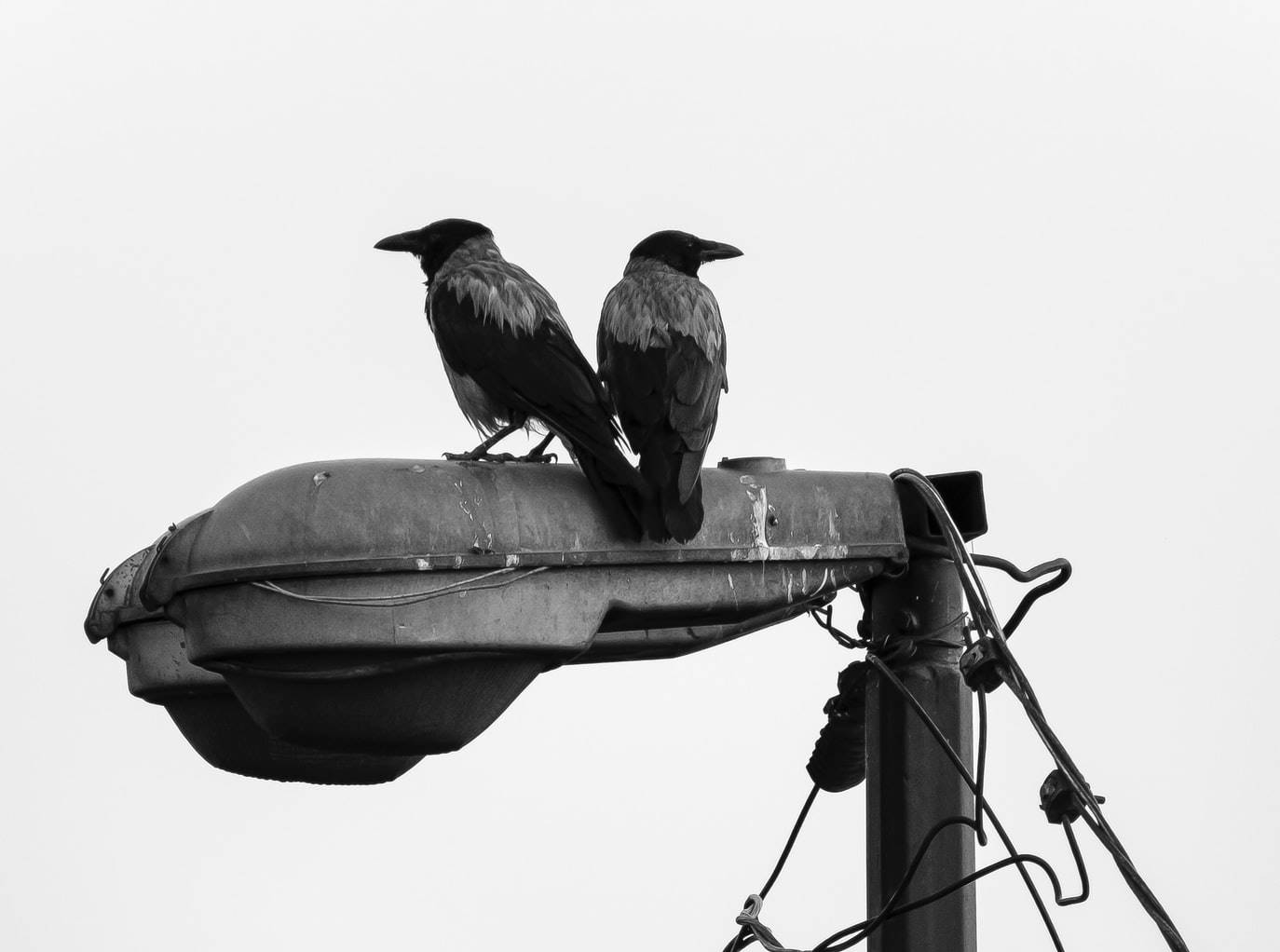 Vrane bi uskoro mogle da počnu da rade za švedsku gradsku čistoću