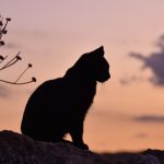 Gistro priče: Čuvar mačaka sa Voždovca