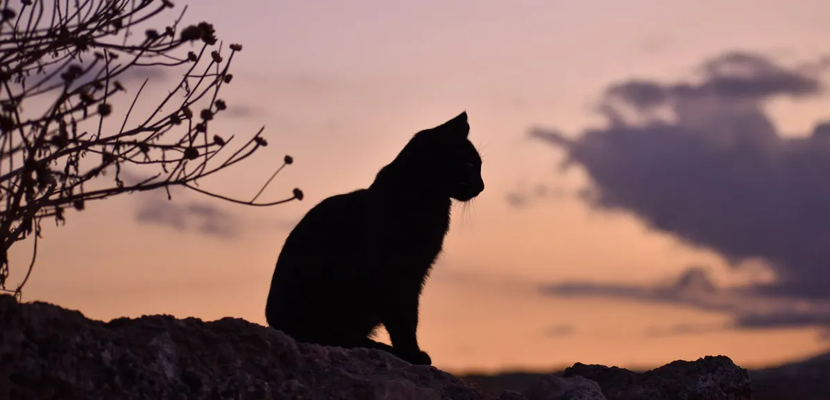 Gistro priče: Čuvar mačaka sa Voždovca