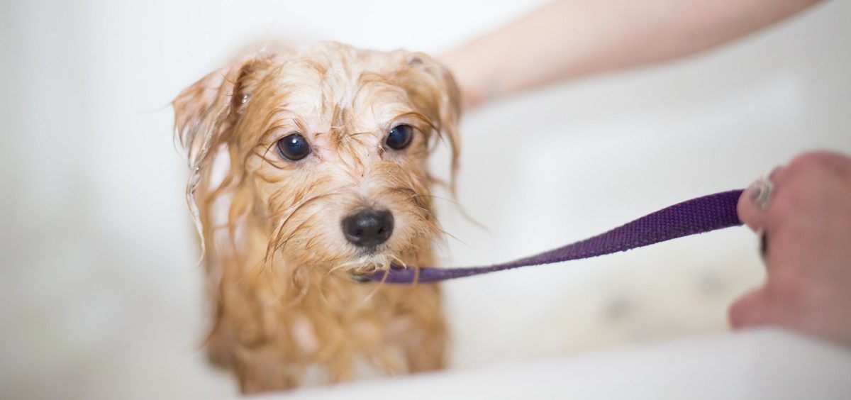Kako da kupanje psa bude manje stresno?