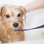 Kako da kupanje psa bude manje stresno?