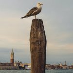 U Veneciji se protiv galebova bore pištoljima na vodu