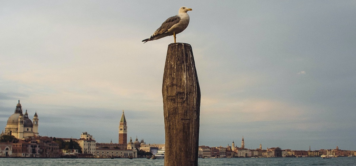 U Veneciji se protiv galebova bore pištoljima na vodu