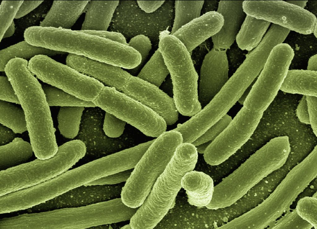 Ovaj predmet u vašoj kuhinji je najveće leglo bakterija