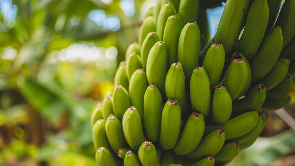 Zašto su zelene banane bolje od zrelih?