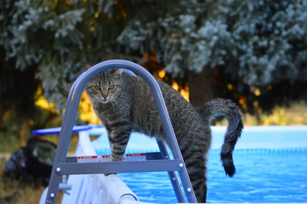 Zbog čega mačke izbegavaju vodu?
