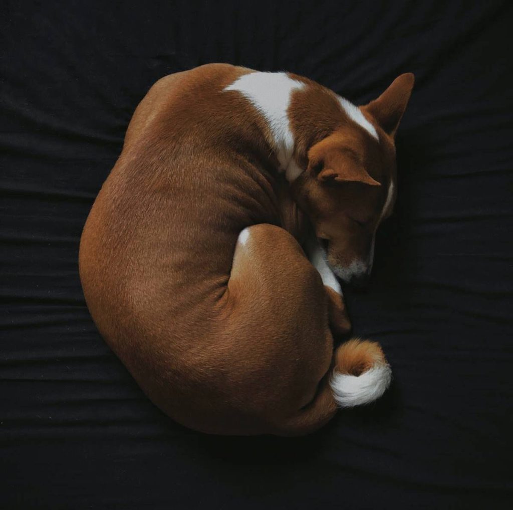 Ovo je razlog zašto psi najčešće spavaju sklupčani
