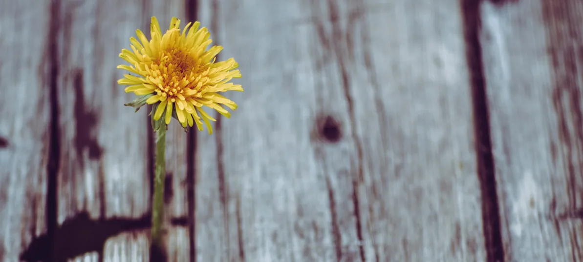 Kikiriki, semenke, sport za zube: Dan posle