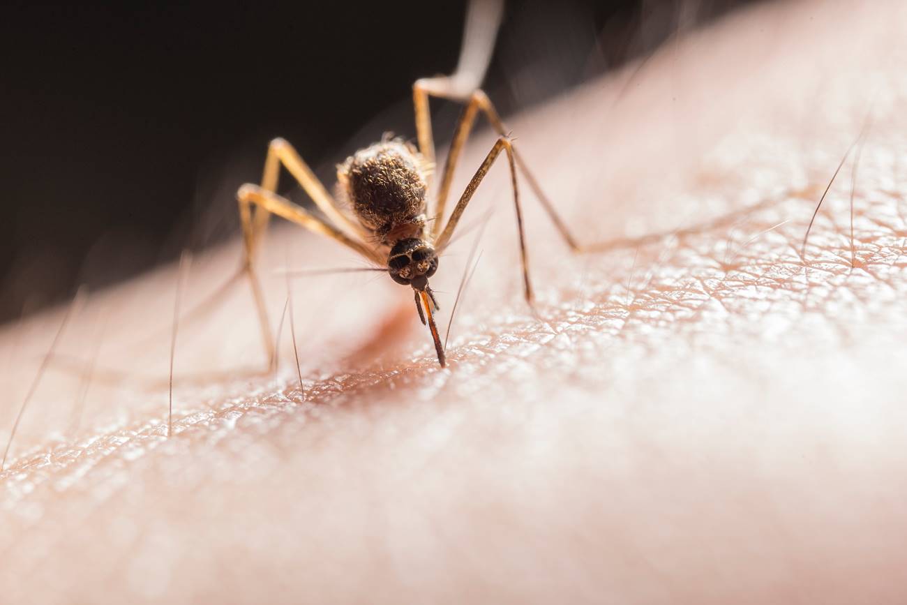 Komarci mogu da budu otporni na sprejeve protiv insekata, navodi se u novoj studiji