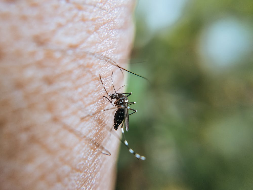 Komarci mogu da budu otporni na sprejeve protiv insekata, navodi se u novoj studiji