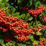 Zašto je glog magična biljka?