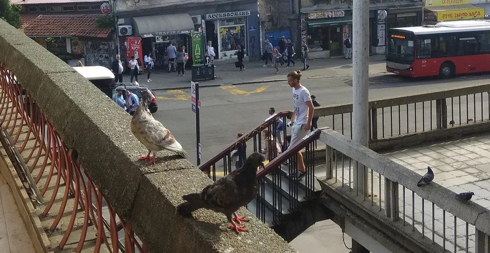 Gistro priče: Gladni golubovi