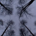 Izložba „Waldeinsamkeit” u Galeriji DOB-a