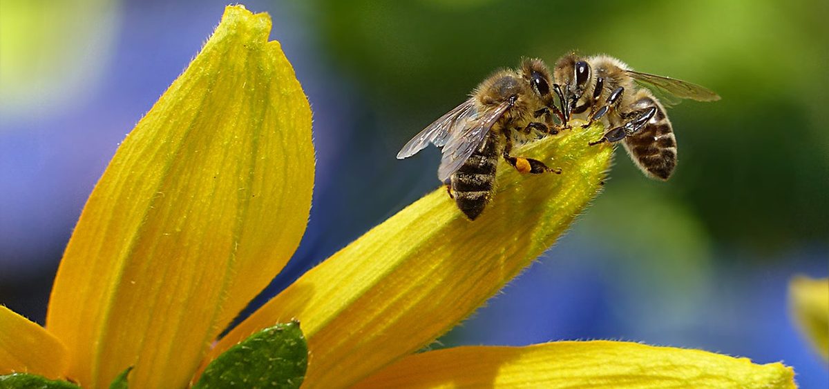 Ekološka radionica za decu „Upoznajte svet pčela“