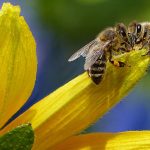 Ekološka radionica za decu „Upoznajte svet pčela“