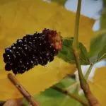 10 prednosti duda zbog kojih ćete početi da jedete ovo voće