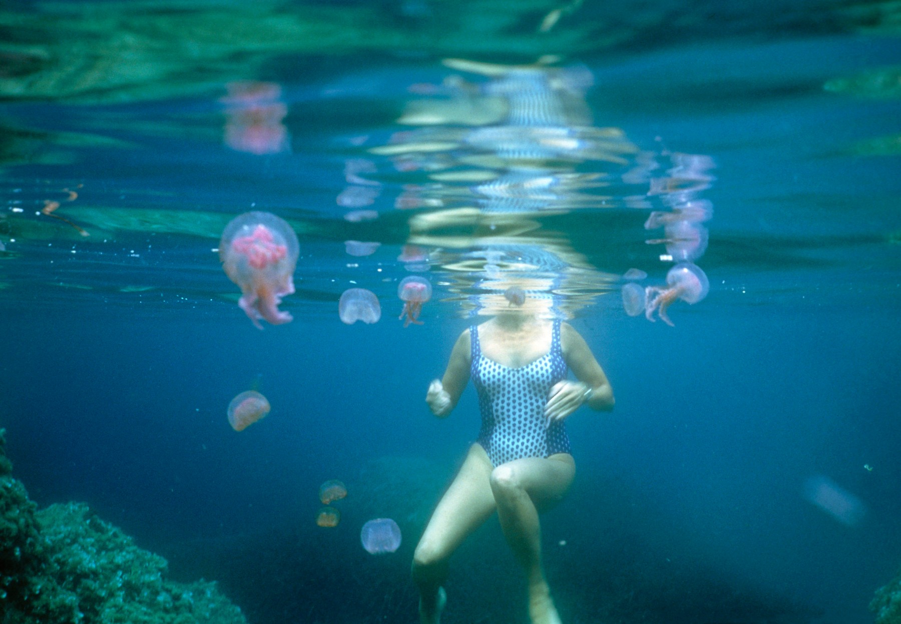 Svi pričaju o meduzama u Grčkoj: Gde ih ima, koliko su opasne i šta da uradite ako vas opeku