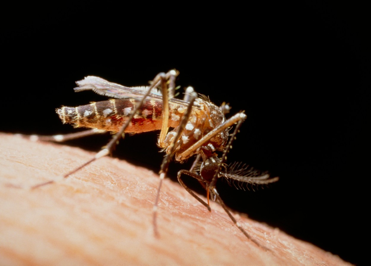 Zašto komarci ujedaju neke ljude, a druge ne?