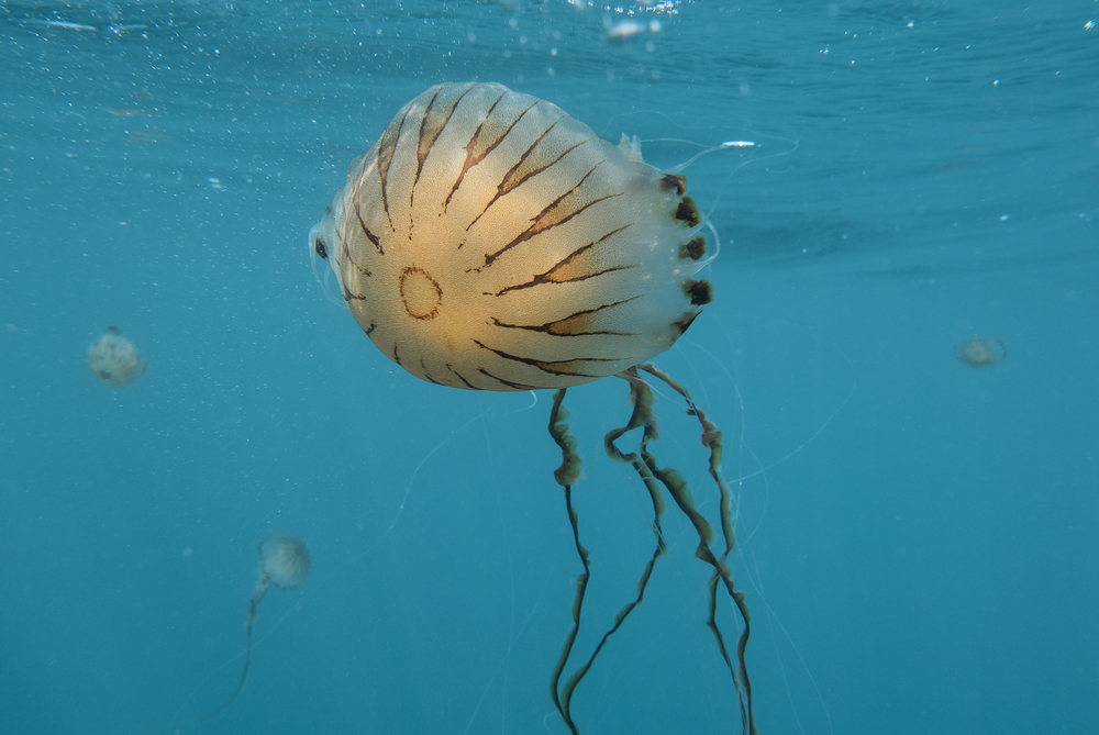 Kompas meduze preplavile Jadran, stručnjaci objašnjavaju koliko su opasne i šta da radite kada vas opeku