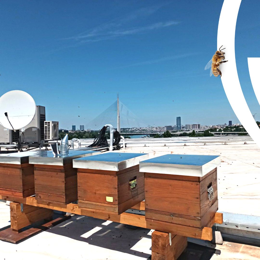 Ada Mall postavio košnice za medne pčele na svom krovu
